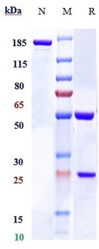 Staphylococcus aureus α toxin Reference Antibody (Tosatoxumab)