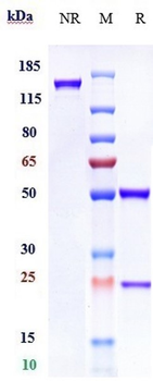 TNFSF5 / CD40L / CD154 Reference Antibody (Toralizumab)