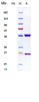 α-toxin Reference Antibody (Suvratoxumab)