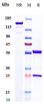 TFPI Reference Antibody (befovacimab)