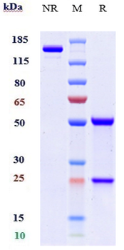 TNFSF13 / APRIL / CD256 Reference Antibody (BION-1301)
