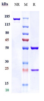 NaPi2b / SLC34A2 Reference Antibody (Lifastuzumab)