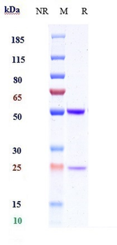 IL-1b Reference Antibody (CDP484)