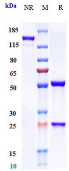 CD4 Reference Antibody (Semzuvolimab)