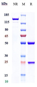 TPBG Reference Antibody (ASN004)