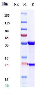 TLR4 Reference Antibody (Paridiprubart)