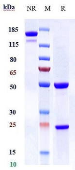 ICAM1 / CD54 Reference Antibody (Enlimomab)