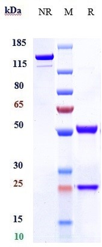 MU5AC Reference Antibody (ensituximab)