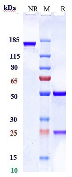 PDCD1 / PD-1 / CD279 Reference Antibody (prolgolimab)