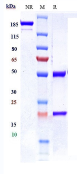 IGF1R / CD221 Reference Antibody (ganitumab)