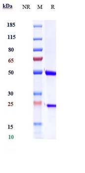 L-selectin Reference Antibody (Aselizumab)