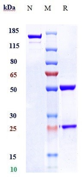 F3 / Factor III / Tissue Factor / CD142 Reference Antibody (tisotumab)