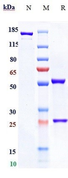 TNFRSF10B / TRAILR2 / CD262 Reference Antibody (benufutamab)