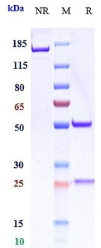 IL-6Ra / CD126 Reference Antibody (levilimab)