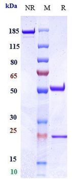 LAG3 / CD223 Reference Antibody (ieramilimab)