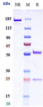 PCSK9 Reference Antibody (ongericimab)