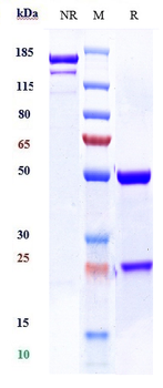 TSHR Reference Antibody (K1-70)