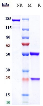 Zaire Ebola virus Reference Antibody (Larcaviximab)