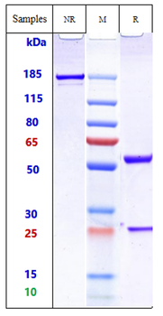 IgE Reference Antibody (ligelizumab)