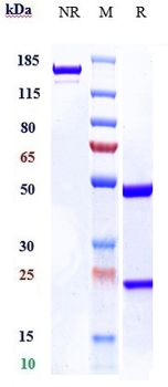 S100A4 Reference Antibody (LK-1)