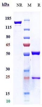 TNFSF13B / BAFF / CD257 Reference Antibody (tabalumab)