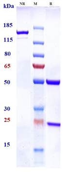 TBFbR2 Reference Antibody (LY3022859)