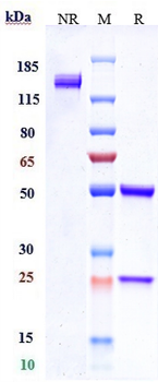 NaPi2b / SLC34A2 Reference Antibody (lifastuzumab vedotin)