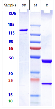 RSV Reference Antibody (​Nirsevimab）