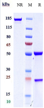 CD163 Reference Antibody (OR2805)