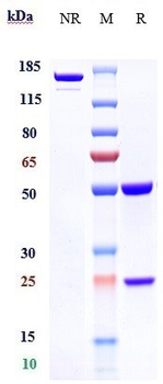 TNFSF4 / OX40L / CD252 Reference Antibody (oxelumab)
