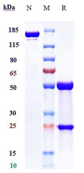 NGF / bNGF Reference Antibody (tanezumab)
