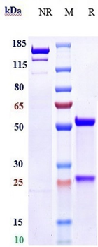 EBOV Reference Antibody (Atoltivimab)