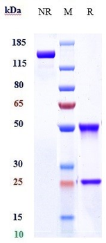 LEPR / CD295 Reference Antibody (mibavademab)
