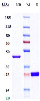 glycoprotein (GP) Iib / IIIa Reference Antibody (Abciximab)