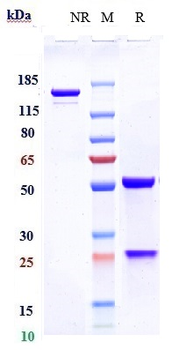 TNFRSF4 / OX40 / CD134 Reference Antibody (revdofilimab)