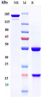 CTLA-8 / IL-17a Reference Antibody (perakizumab)