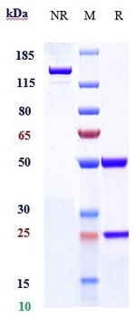 Integrin a2b1 (ITGA2 & ITGB1) Reference Antibody (vatelizumab)
