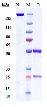 TLR2 / CD282 Reference Antibody (tomaralimab)
