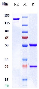 Endoglin / CD105 Reference Antibody (carotuximab)