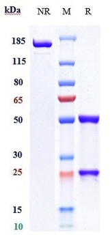 TIM-3 / HAVCR2 / CD366 Reference Antibody (cobolimab)