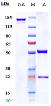 GM3 Reference Antibody (racotumomab)