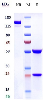 IL-1RL2 / IL-36R Reference Antibody (spesolimab)