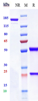 Siglec-3 / CD33 Reference Antibody (Gemtuzumab ozogamicin)