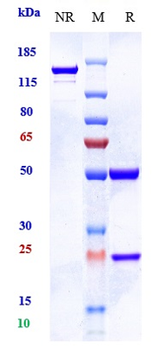 ERBB1 / EGFR / HER1 Reference Antibody (pimurutamab)