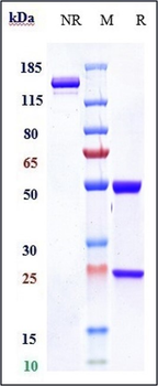 TROP2 Reference Antibody (Datopotamab)