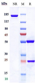 Clathrin Heavy Chain / CHC Reference Antibody