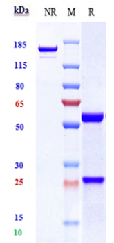 TSPAN26 / CD37 Reference Antibody (lilotomab)