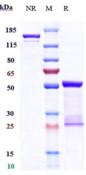 CCL2 / MCP1 Reference Antibody (carlumab)