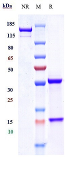EpCAM / TROP1 / CD326 Reference Antibody (adecatumumab)
