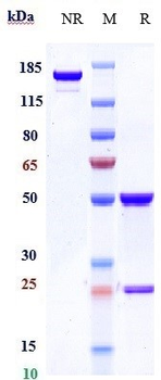 Siglec-2 / CD22 Reference Antibody (inotuzumab)